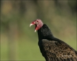 Turkey-Vulture;Cathartes-aura;one-animal;close-up;color-image;nobody;photography